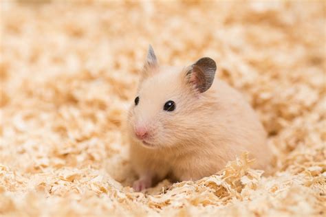 TOP 10 BEST Hamster Breeder near Ashburn, VA 20147